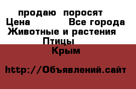 продаю  поросят  › Цена ­ 1 000 - Все города Животные и растения » Птицы   . Крым